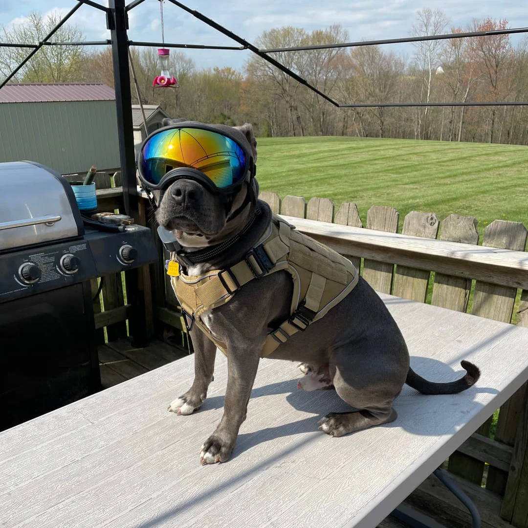 Dog Harness No-Pull Tactical Front Clip With 4 Quick-Release Buckles Reflective Strips Top Handle Fall 2025 - Image 75