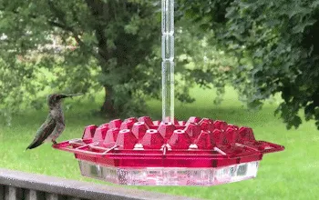 Hummingbird Feeder Ant Proof Outdoor Hanging Easy Perch - Image 9