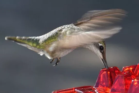 Hummingbird Feeder Ant Proof Outdoor Hanging Perch Hex - Image 4