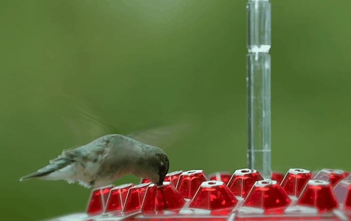 Hummingbird Feeder Ant Proof Outdoor Hanging Perch Hex - Image 7