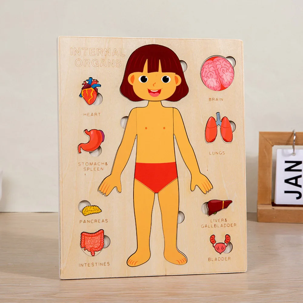 Montessori Human Anatomy Jigsaw Puzzle for Kids, 10 Pieces Educational Toy, Interactive Learning Tool, Non-Toxic Wood, 12 x 9 Inches - Image 4