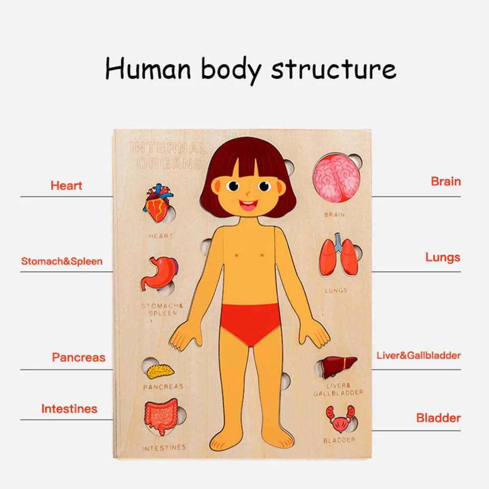 Montessori Human Anatomy Jigsaw Puzzle for Kids, 10 Pieces Educational Toy, Interactive Learning Tool, Non-Toxic Wood, 12 x 9 Inches - Image 5