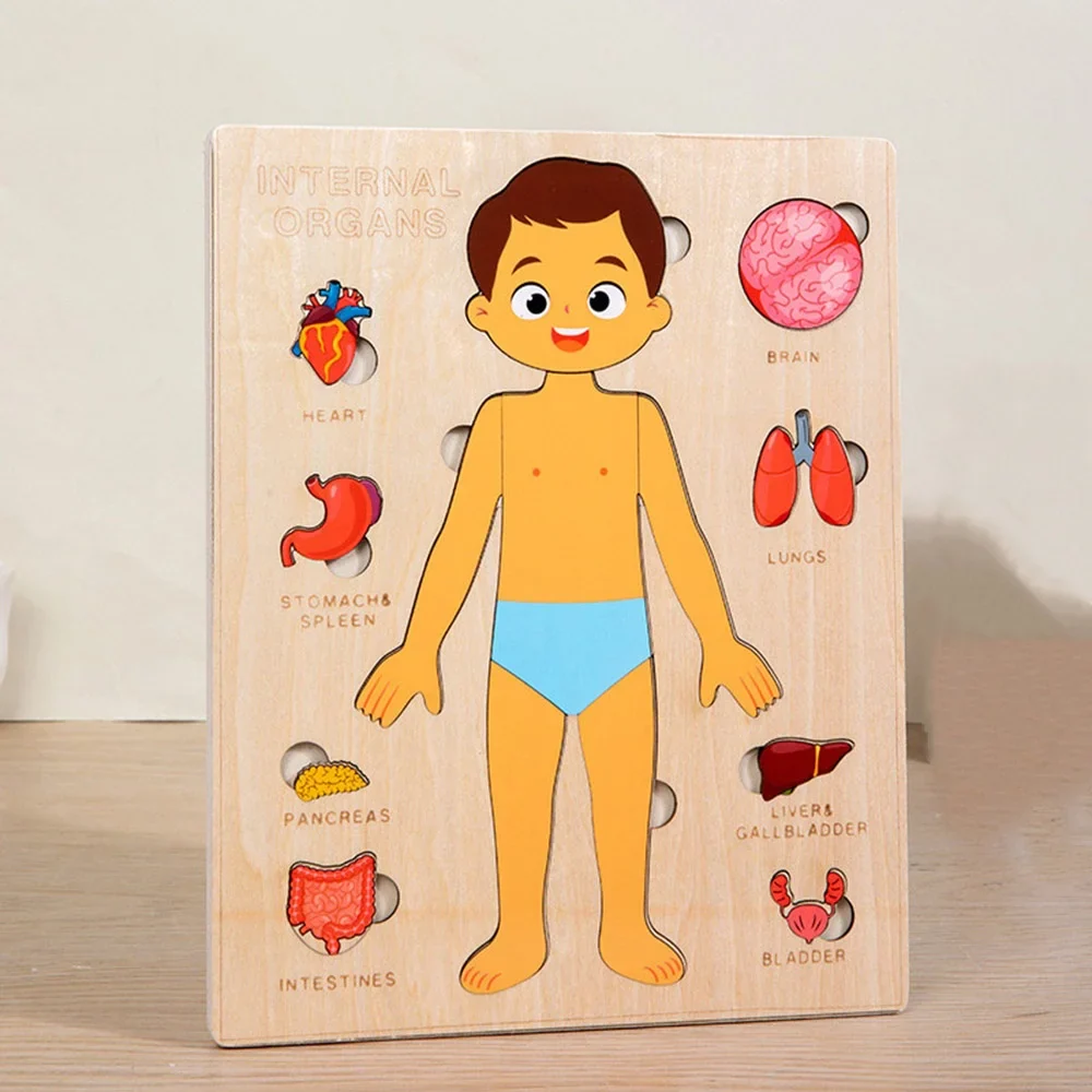 Montessori Human Anatomy Jigsaw Puzzle for Kids, 10 Pieces Educational Toy, Interactive Learning Tool, Non-Toxic Wood, 12 x 9 Inches - Image 6