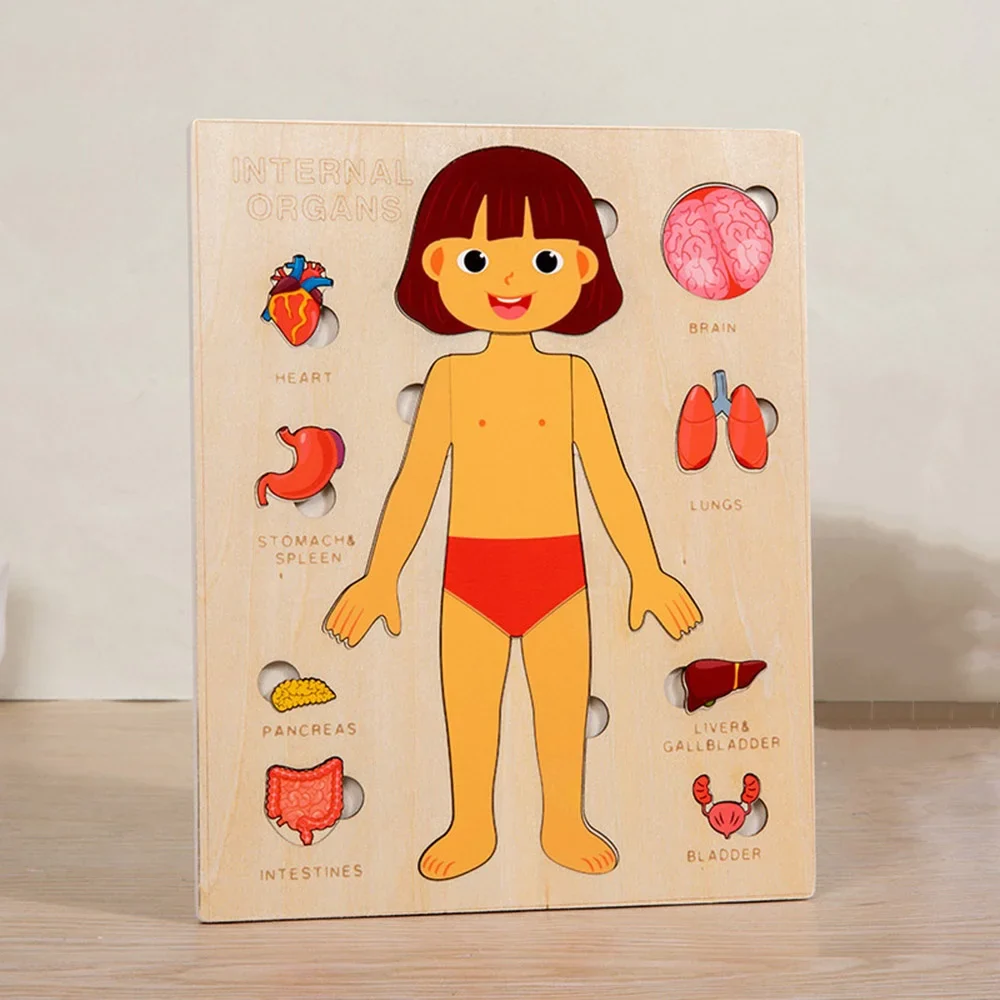 Montessori Human Anatomy Jigsaw Puzzle for Kids, 10 Pieces Educational Toy, Interactive Learning Tool, Non-Toxic Wood, 12 x 9 Inches - Image 7